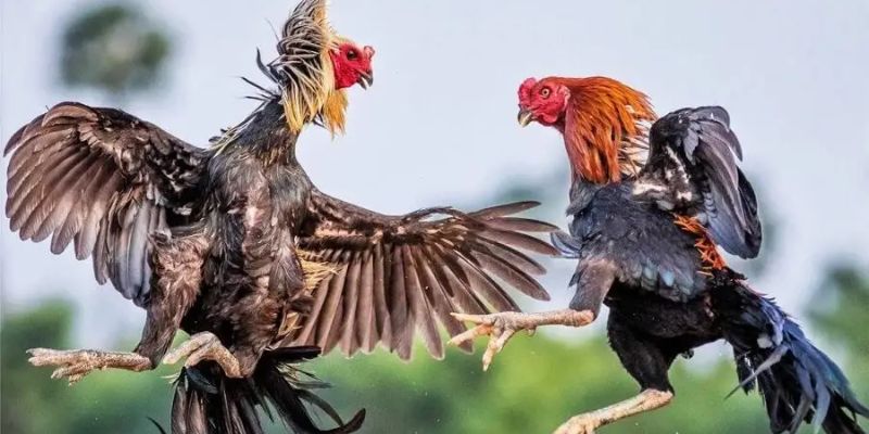 Đá Gà Trực Tiếp Thomo